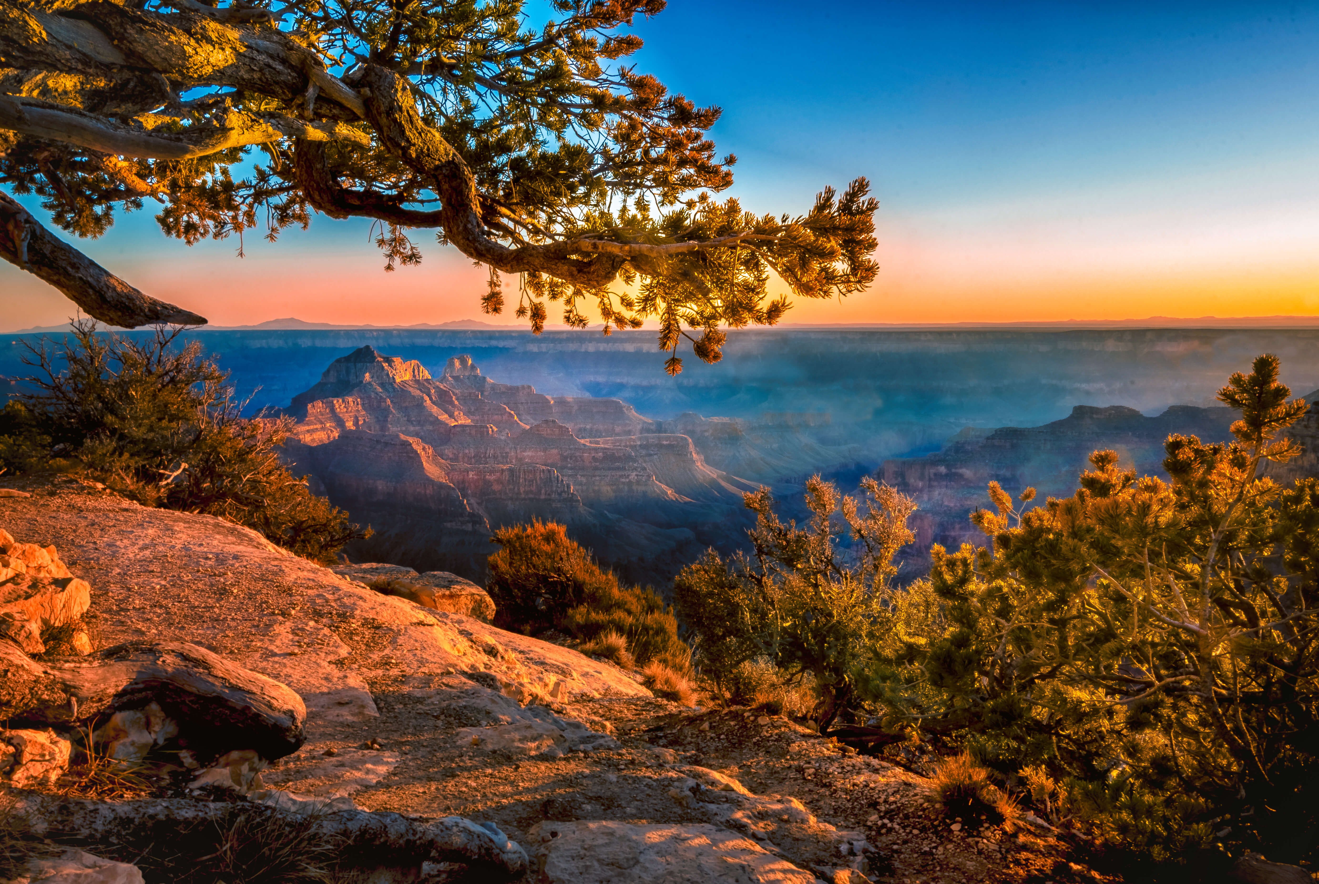 Tree over the Grand Canyon