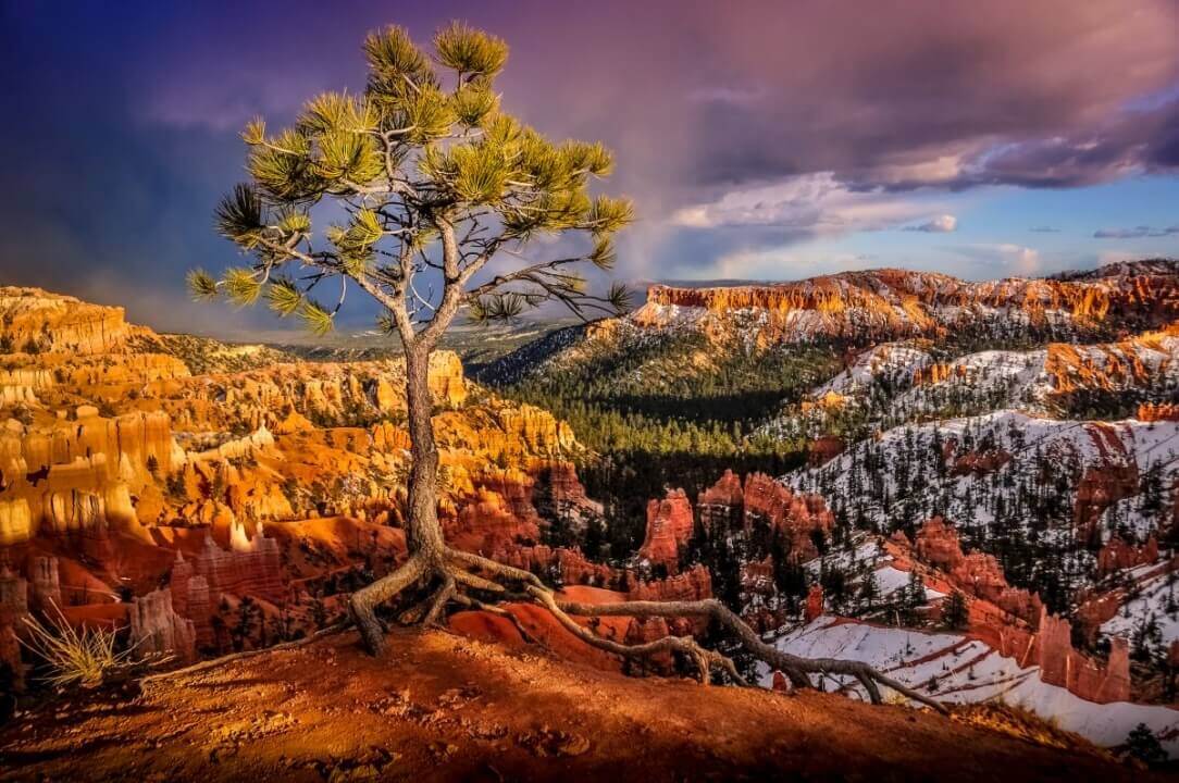 bryce_tree