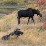 Bull and Cow Moose - Wildlife Photography