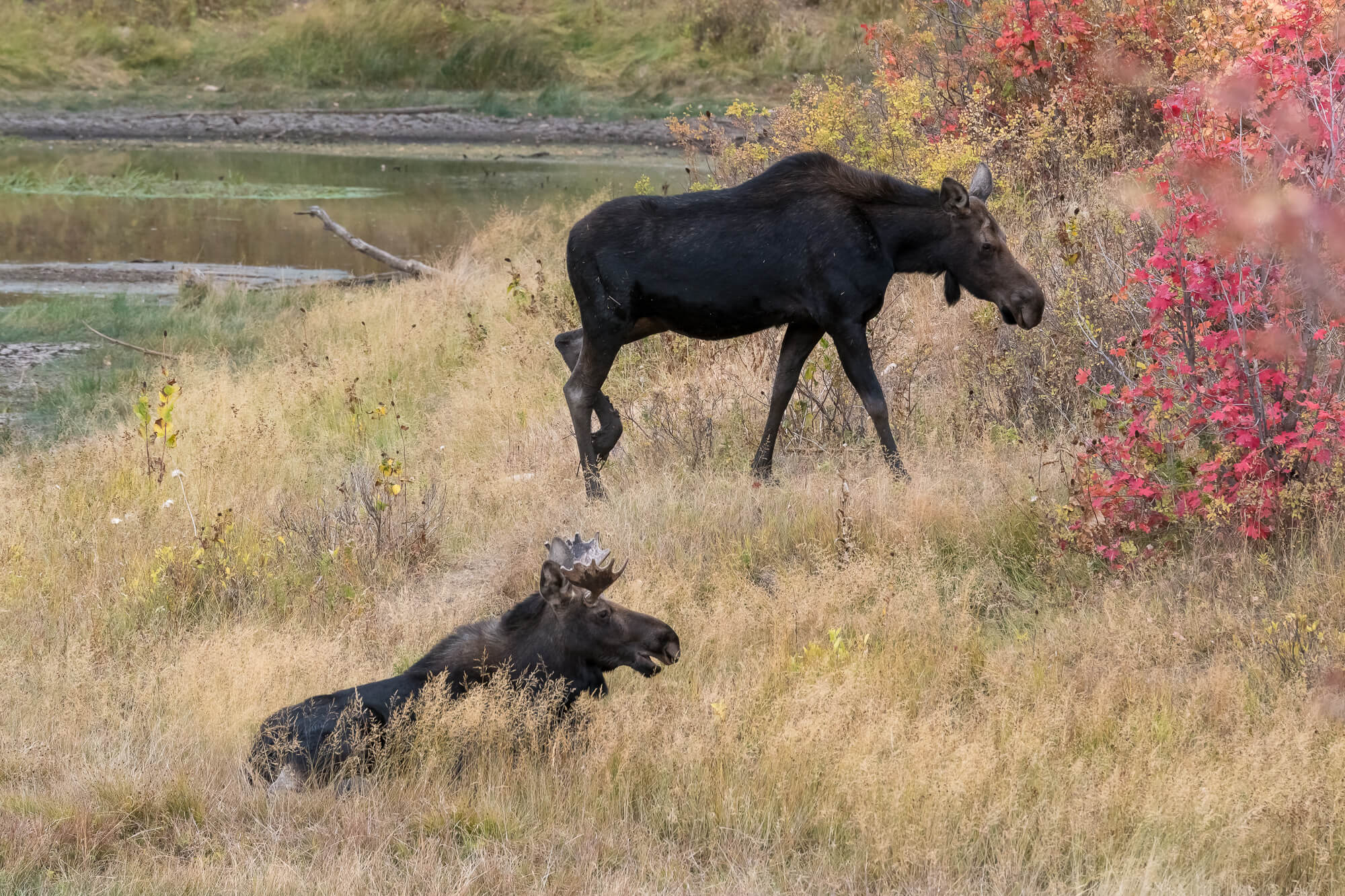 Bull and Cow Moose – Wildlife Photography