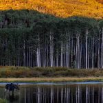 Bull Moose - Wildlife Photography
