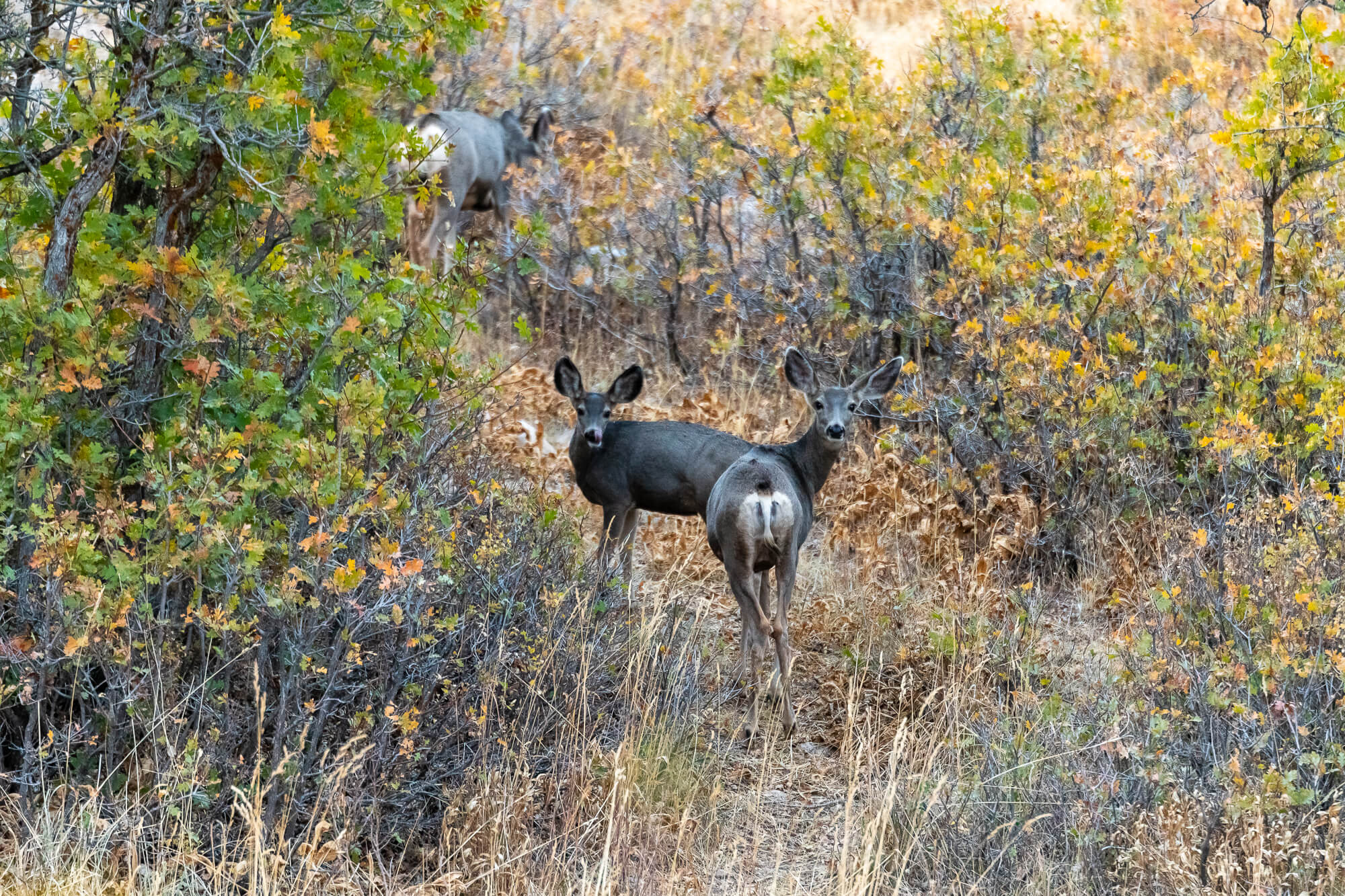 Deer – Wildlife Photography