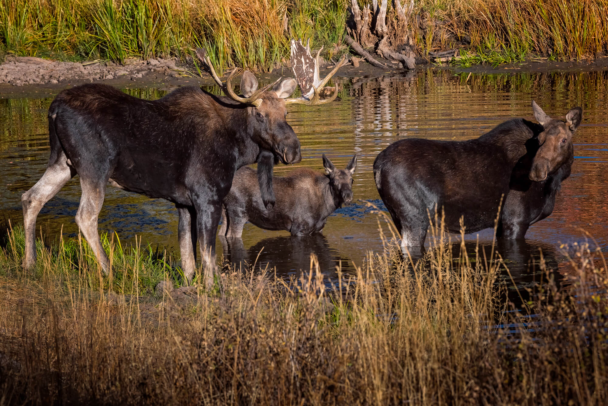 Bull, Cow and Calf Moose – Wildlife Photography
