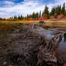 Moose - Wildlife Photography