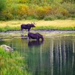 Bull and Cow Moose - Wildlife Photography