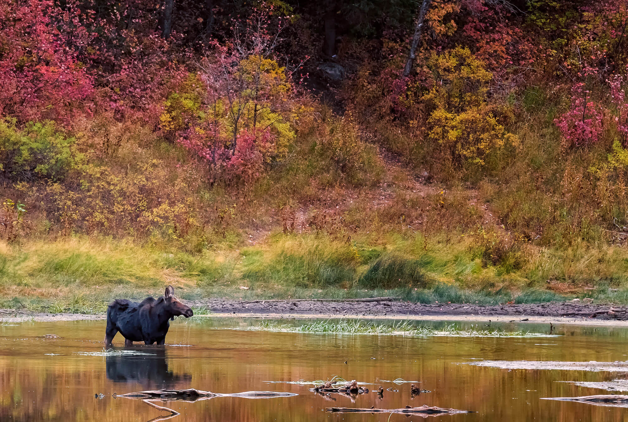 Moose – Wildlife Photography