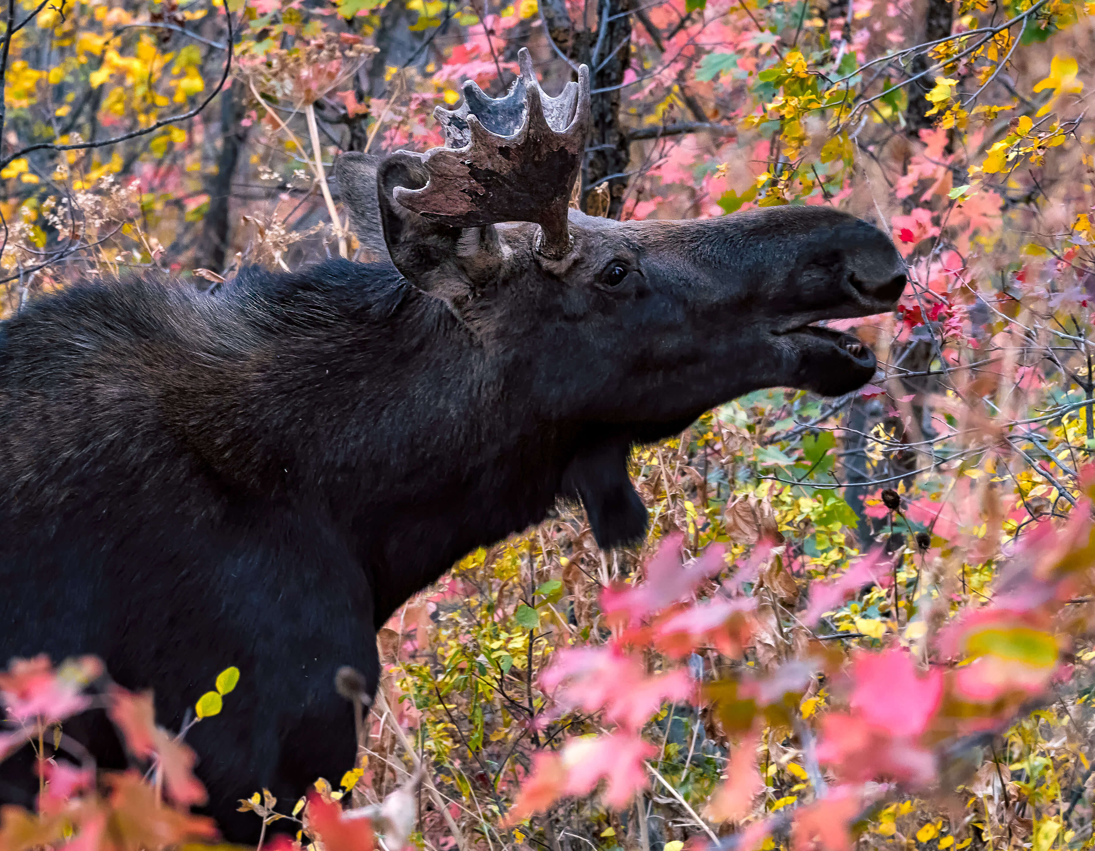 Bull Moose – Wildlife Photography
