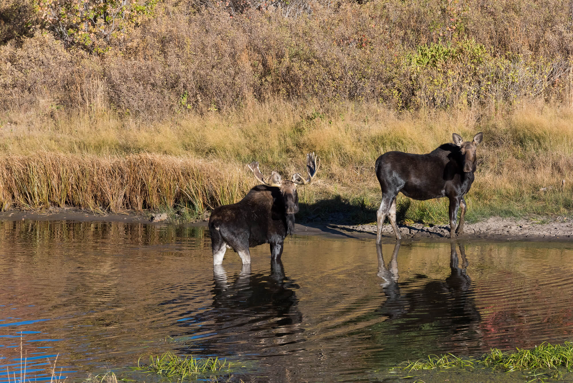 Bull and Cow Moose – Wildlife Photography