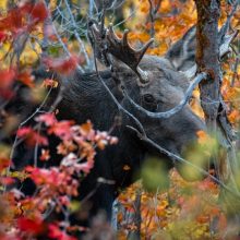 Bull Moose - Wildlife Photography