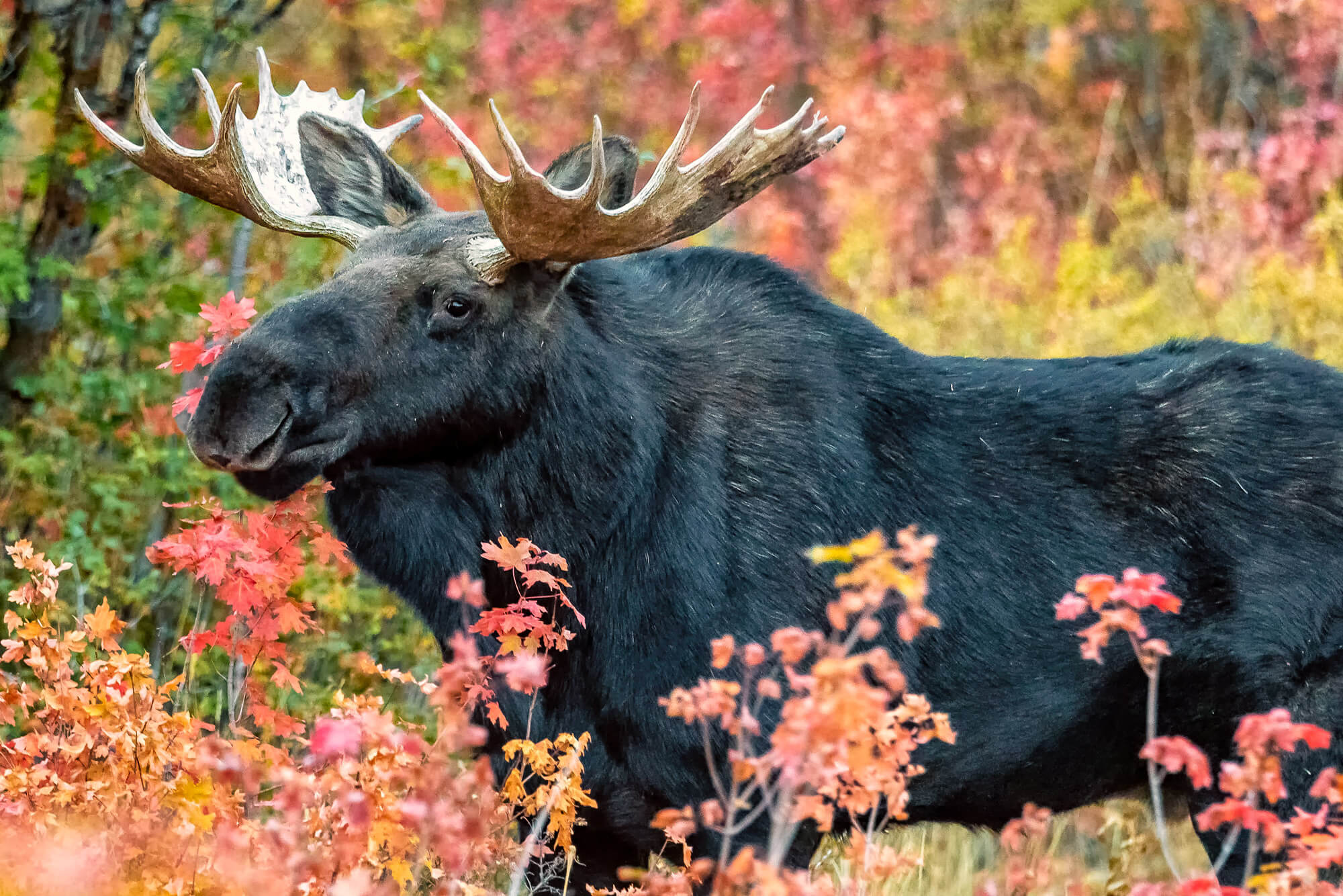 Bull Moose – Wildlife Photography