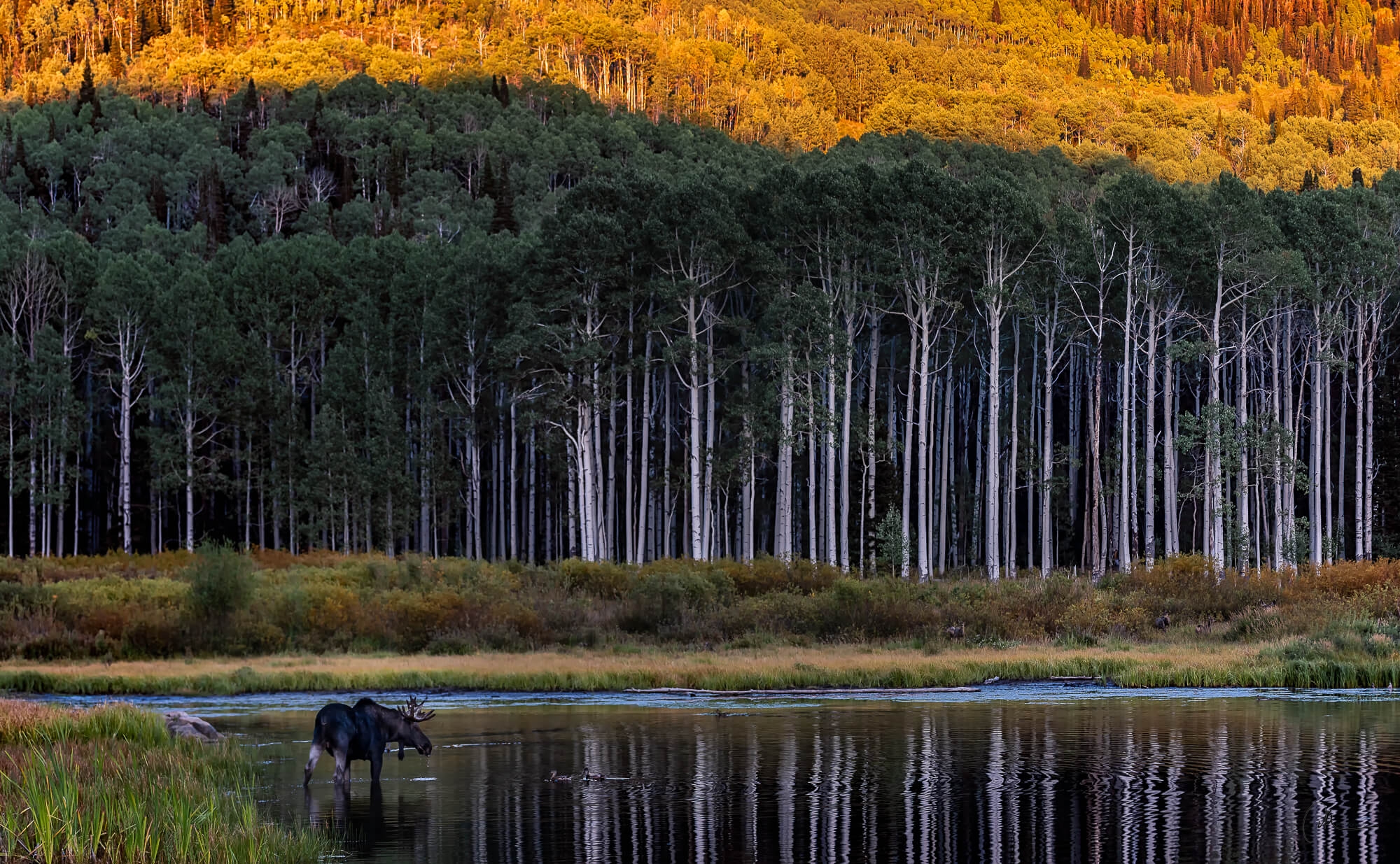 Moose in the Pond