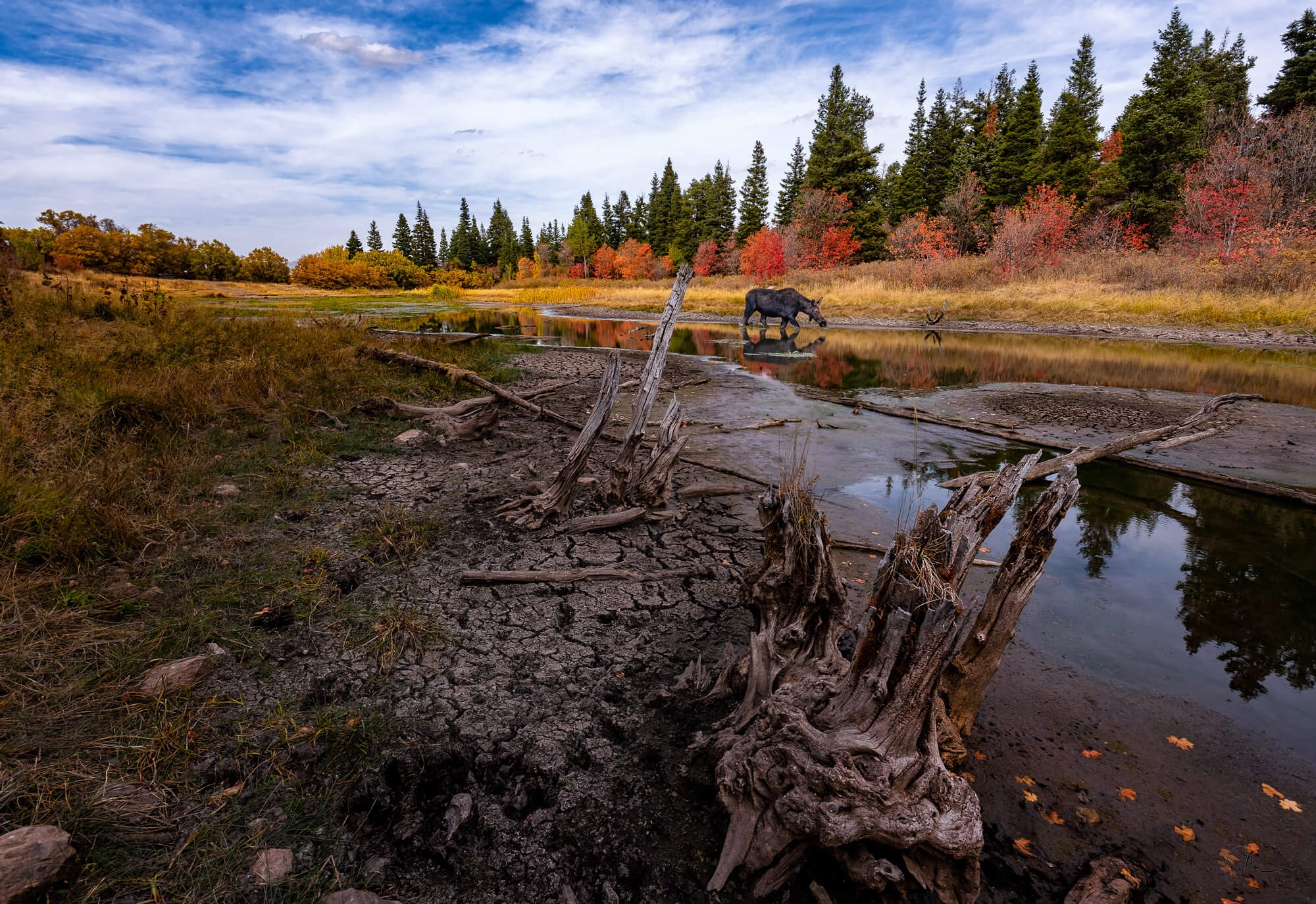 Moose at Green Pond