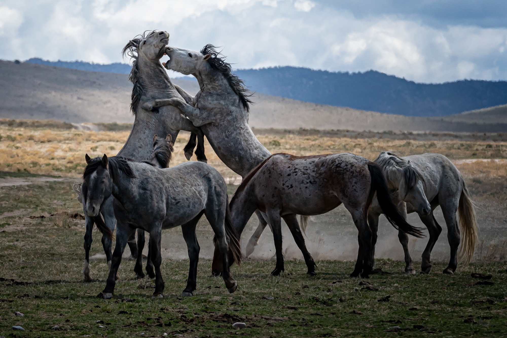 Grey Fight