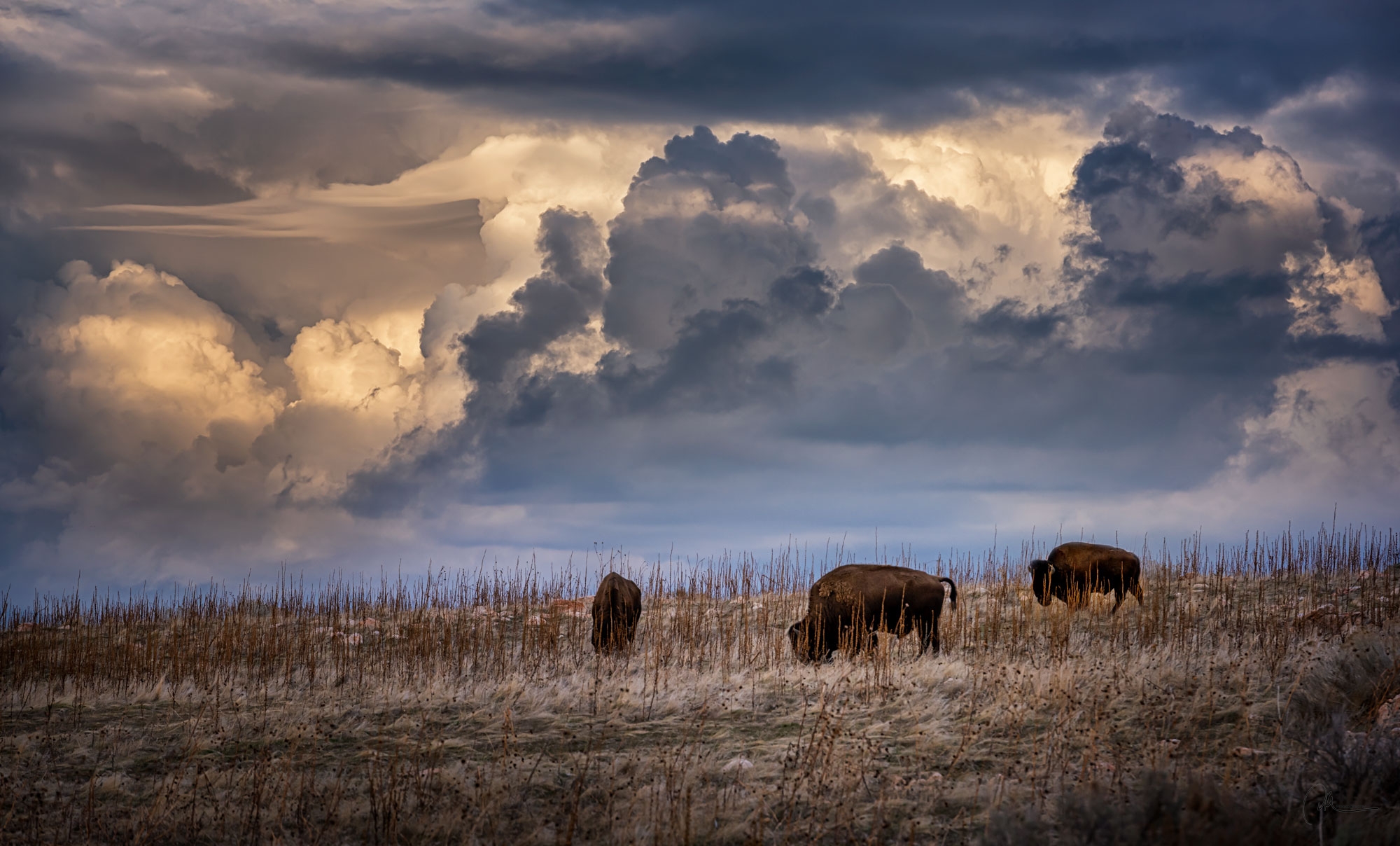 Buff Clouds