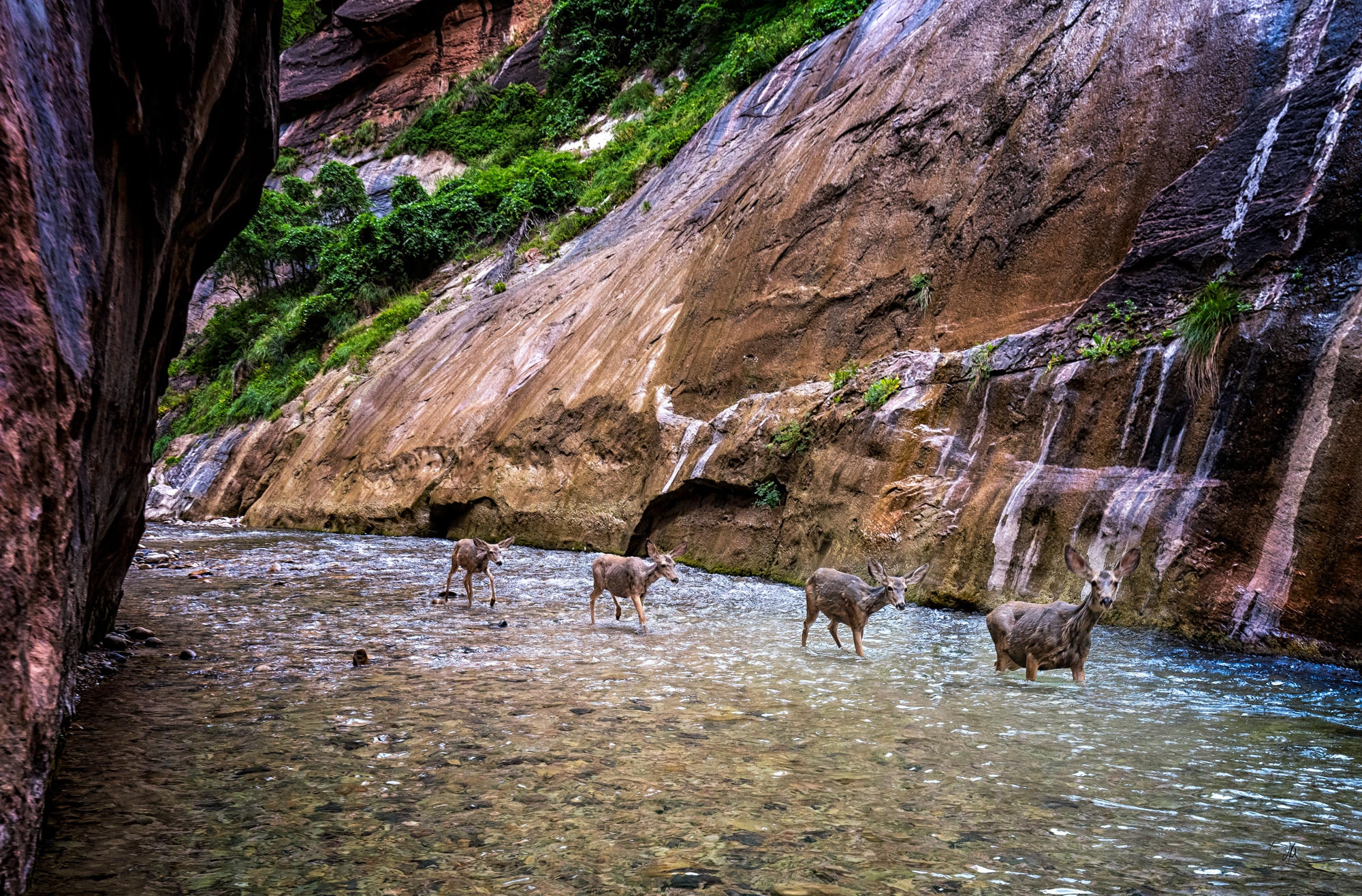 Deer Train